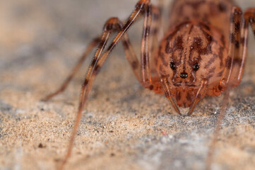 Spitting spider (Scytodes thoracica) portrait, Italy.
