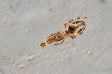 Feather-legged lace weaver (Uloborus plumipes).