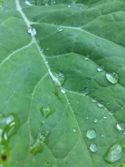 Leaf with drops.