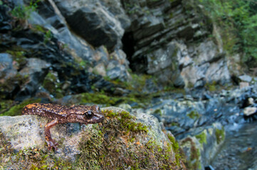 North-west italian cave salamander (Hydromantes strinatii) in its habitat, Liguria, Italy.