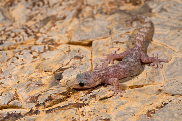 European leaf-toed gecko (Euleptes europaea), Italy.