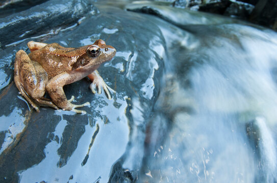 Italian stream frog (Rana italica), Italy.