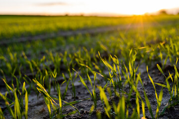 Fototapeta premium Close up young wheat seedlings growing in a field. Green wheat growing in soil. Close up on sprouting rye agriculture on a field in sunset. Sprouts of rye. Wheat grows in chernozem planted in autumn.
