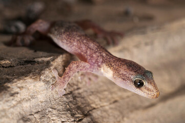 European leaf-toed gecko (Euleptes europaea), Italy.