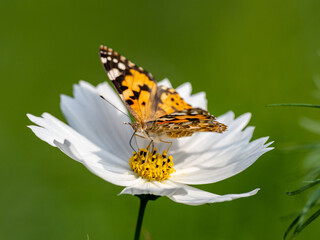 Painted Lady butterfly feeding from flower 9