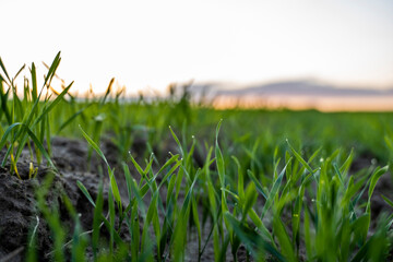 Close up young wheat seedlings growing in a field. Green wheat growing in soil. Close up on sprouting rye agriculture on a field in sunset. Sprouts of rye. Wheat grows in chernozem planted in autumn.