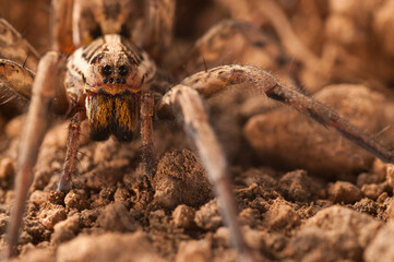Wolf spider (Hogna radiata) portrait 