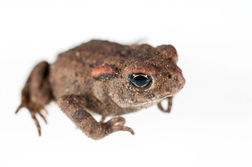 Common toad (Bufo bufo) juvenile on white background