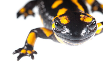 Fire salamander (Salamandra salamandra) on white background, Italy.