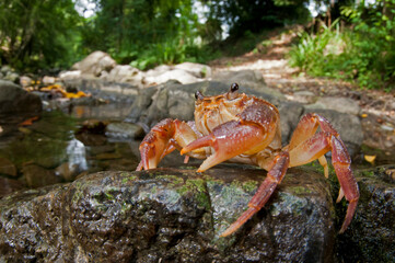Freshwater crab (Potamon fluviatile) in its habitat, Tuscany, Italy.