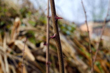 Young branch of acacia with thorns