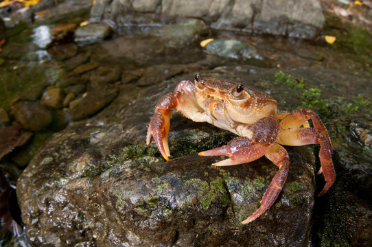 Freshwater crab (Potamon fluviatile) in its habitat, Tuscany, Italy.