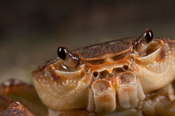Freshwater crab (Potamon fluviatile) portrait, Tuscany, Italy.