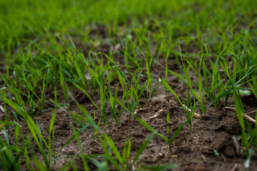 Close up young wheat seedlings growing in a field. Green wheat growing in soil. Close up on sprouting rye agriculture on a field in sunset. Sprouts of rye. Wheat grows in chernozem planted in autumn.