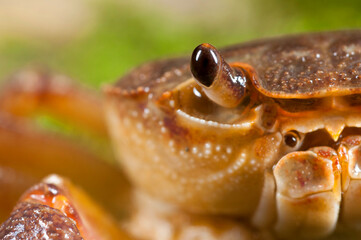 Freshwater crab (Potamon fluviatile) portrait, Tuscany, Italy.