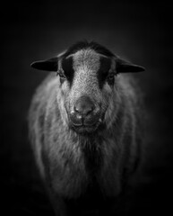 black and white sheep portrait shoot