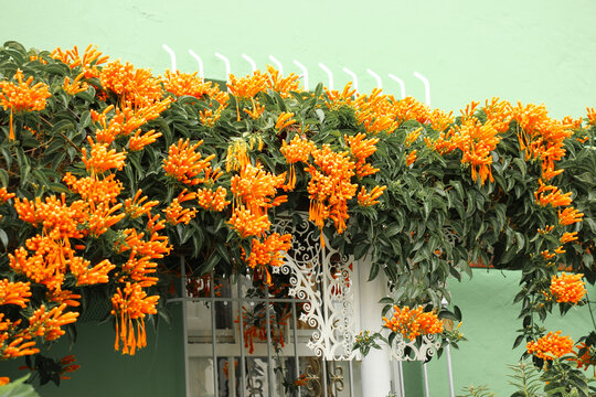 Orange Flowers On Green House In Bo-Kaap Cape Town