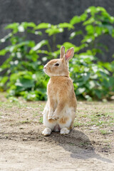 European rabbit, standing up on two legs