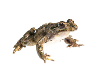 Parsley frog (Pelodytes punctatus) on white background, Liguria, Italy.