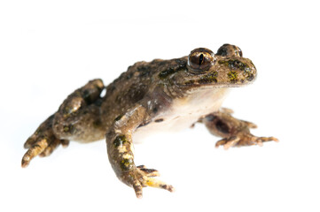 Parsley frog (Pelodytes punctatus) on white background, Liguria, Italy.
