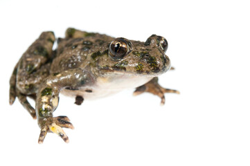 Fototapeta premium Parsley frog (Pelodytes punctatus) on white background, Liguria, Italy.
