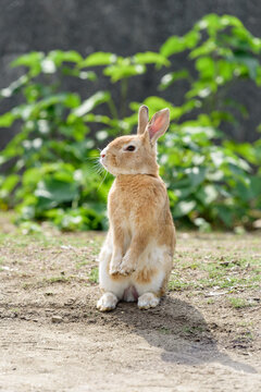 European rabbit, standing up on two legs