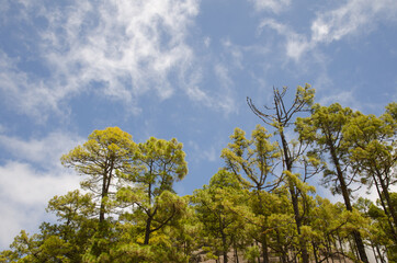 Forest of Canary Island pine Pinus canariensis. Integral Natural Reserve of Inagua. Gran Canaria. Canary Islands. Spain.