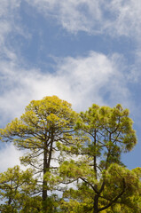Fototapeta premium Forest of Canary Island pine Pinus canariensis. Integral Natural Reserve of Inagua. Gran Canaria. Canary Islands. Spain.