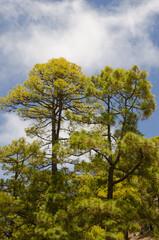 Forest of Canary Island pine Pinus canariensis. Integral Natural Reserve of Inagua. Gran Canaria. Canary Islands. Spain.