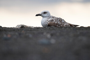 Yellow-legged gull (Larus michahellis) juvenile on a sand beach, Liguria, Italy.