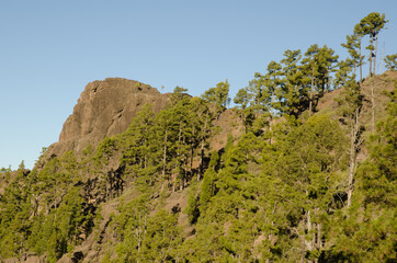 Cliff of the Morro del Visadero and forest of Canary Island pine Pinus canariensis. Reserve of Inagua. Tejeda. Gran Canaria. Canary Islands. Spain.