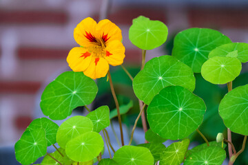 Closeup shot of a beautiful nasturtium flower in a garden