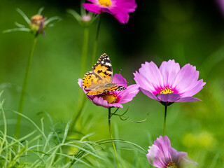 Painted Lady butterfly feeding from flower 12 © Hanstography