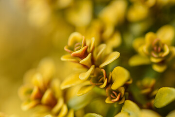 close up of yellow flower