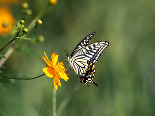 Chinese Yellow Swallowtail feeding from flowers 4