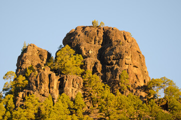 Cliff of the Morro de La Negra and forest of Canary Island pine Pinus canariensis. Reserve of Inagua. Tejeda. Gran Canaria. Canary Islands. Spain.