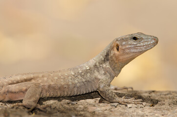 Gran Canaria giant lizard Gallotia stehlini. Female. Cruz de Pajonales. Natural Reserve of Inagua. Tejeda. Gran Canaria. Canary Islands. Spain.