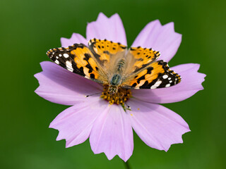 Painted Lady butterfly feeding from flower 11
