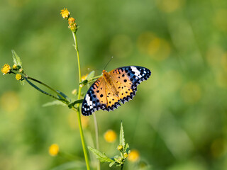 Tropical fritillary butterfly perched on flowers 4