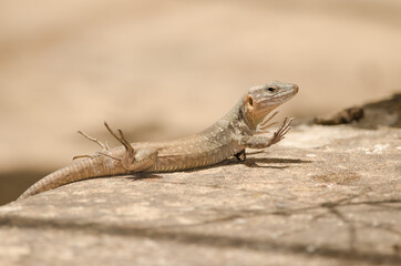 Gran Canaria giant lizard Gallotia stehlini. Female sunbathing. Cruz de Pajonales. Reserve of Inagua. Tejeda. Gran Canaria. Canary Islands. Spain.
