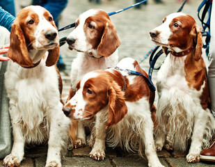 Several beautiful young English Cocker spaniels. The color is white-red. Age 1 year.