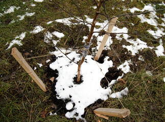 Fixing the trunk of a young tree during planting. 1