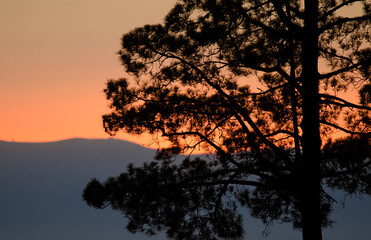 Canary Island pine Pinus canariensis at sunset. The Nublo Rural Park. Tejeda. Gran Canaria. Canary Islands. Spain.
