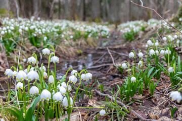 early spring forest with spring snowflake, Vysocina, Czech Repubic