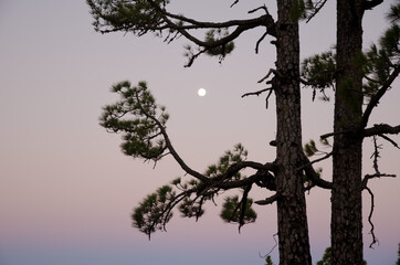 Canary Island pines Pinus canariensis and full moon at dawn. Alsandara. Natural Reserve of Inagua. Tejeda. Gran Canaria. Canary Islands. Spain.