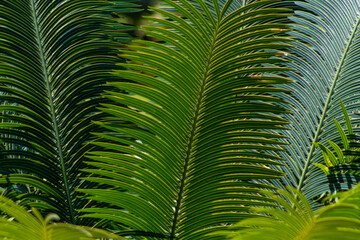 Palm tree leaves. Tropical forest natural, green pattern.