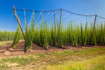Hop field in Zatec region, Czech Republic