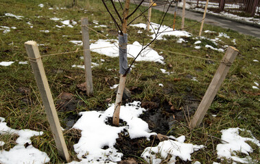 Fixing the trunk of a young tree during planting. 4