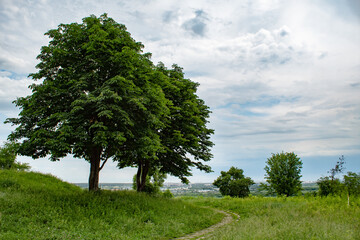 
big tree by the road in the field, summer day