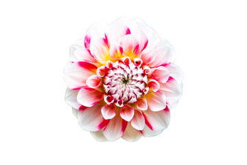 Beautiful flower on a white background